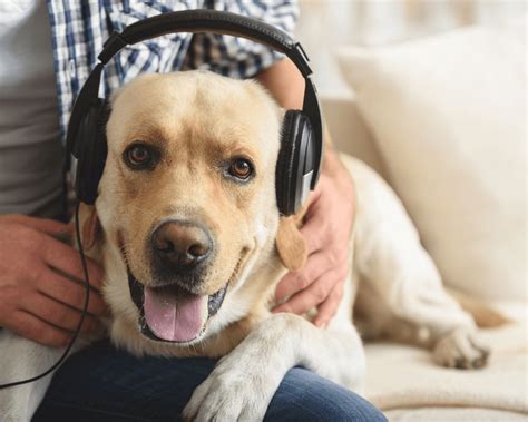 Do Dogs Like Music? An Insight into Canine Audiovisual Perceptions